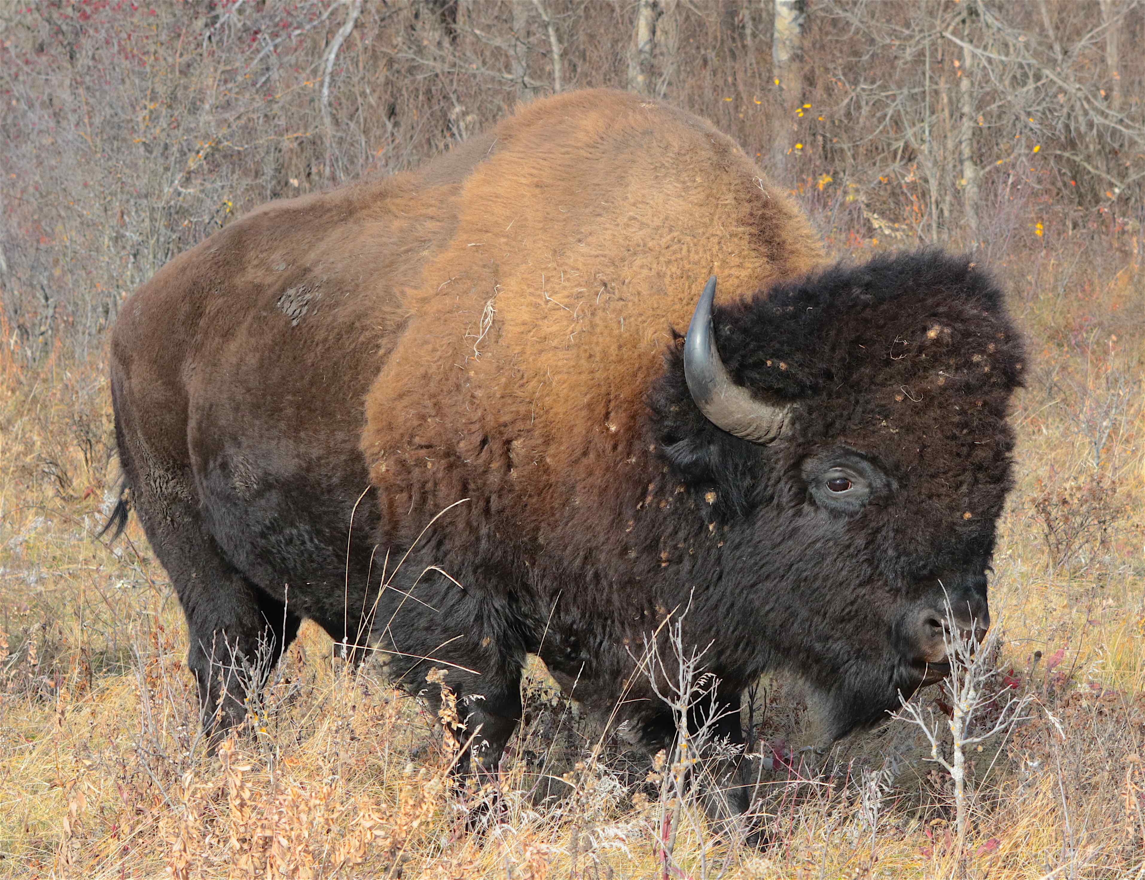 Bison standing in shrubs infront of forrest