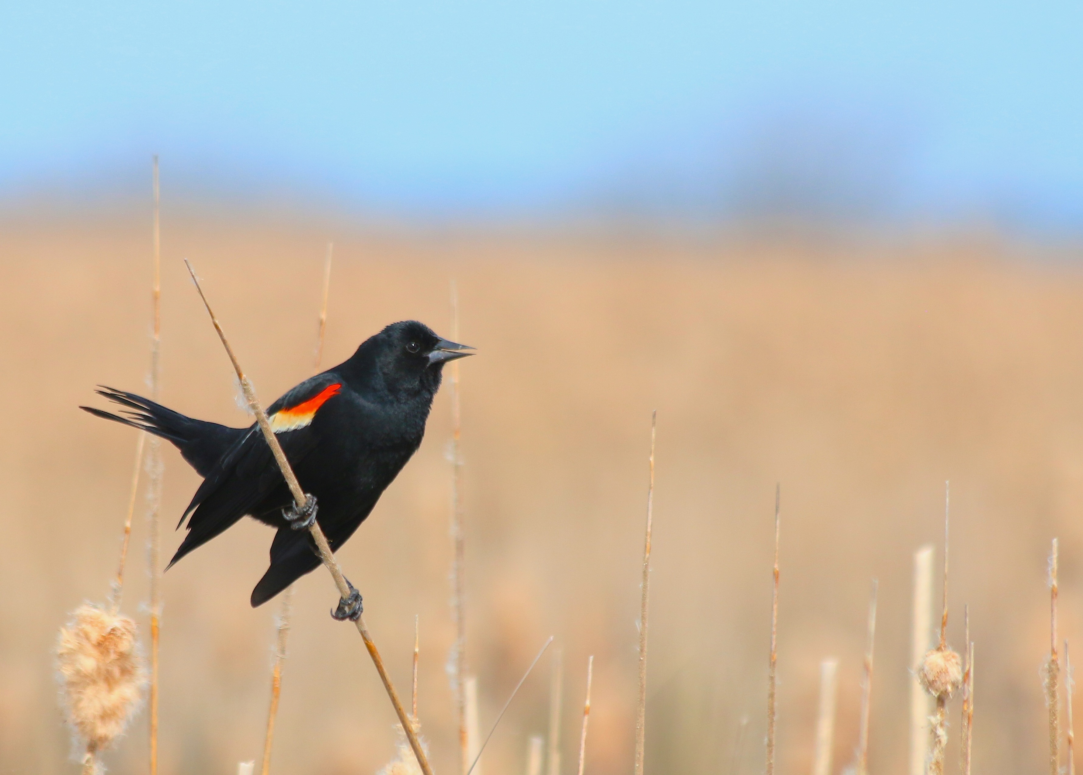 Red Winged Blackbird perched on a shoot